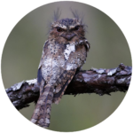 hodgson's frogmouth
