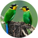 long tailed broadbill