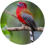 red headed trogon