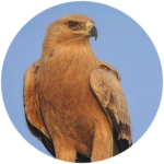 rufous bellied eagle