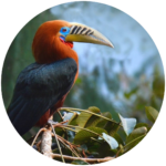 rufous necked hornbill (1)