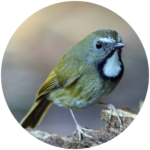 white gorgeted flycatcher