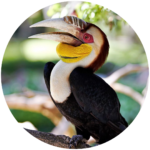 wreathed hornbill