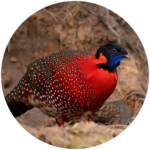 6. satyr tragopan