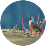 7. blood pheasant