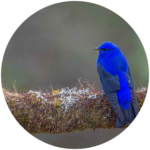 8. grandala (neon blue alpine bird)