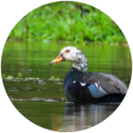 9. white winged wood duck (nameri specialty)