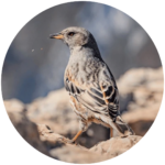 alpine accentor