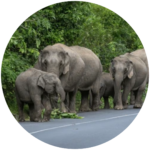 asian elephant (seen across all parks)