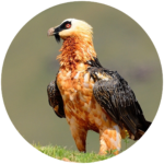 bearded vulture