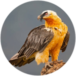 bearded vulture (lammergeier)