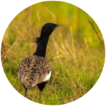 bengal florican