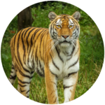 bengal tiger