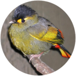 bugun liocichla (endemic to eaglenest)
