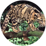 clouded leopard