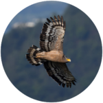 crested serpent eagle