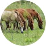 feral horses (dibru saikhowa river islands)