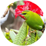 fire tailed myzornis