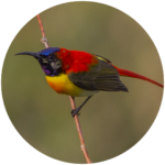 fire tailed sunbird