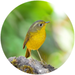 golden bush robin