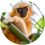 golden langur