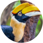 great hornbill