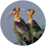 greater adjutant