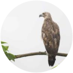 grey headed fish eagle