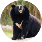 himalayan black bear (1)