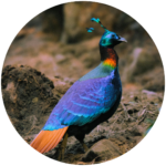 himalayan monal