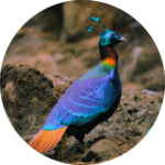 himalayan monal
