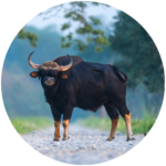 indian gaur