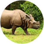 indian one horned rhinoceros