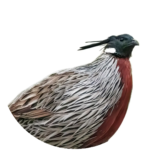 koklass pheasant