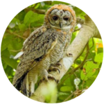 mottled wood owl