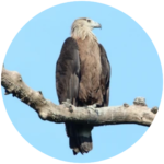 pallas's fish eagle