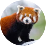 red panda (1)