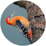 rufous bellied woodpecker