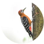 rufous bellied woodpecker