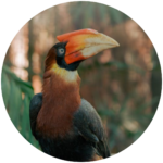 rufous necked hornbill