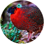 satyr tragopan