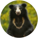 sloth bear