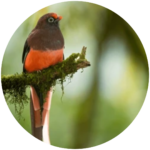 ward's trogon