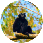 western hoolock gibbon