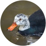 white winged duck (rare wetland specialty)