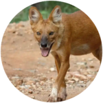 wild dog (dhole)