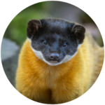 yellow throated marten