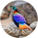 himalayan monal